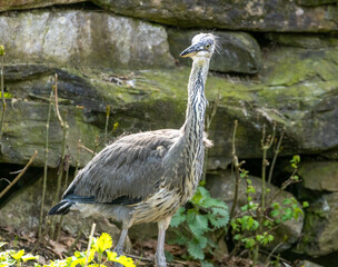 Juvenile grey heron standing and stretching in the sunshine by the water 