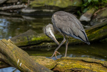 Juvenile grey heron standing and stretching in the sunshine by the water 