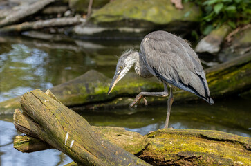 Juvenile grey heron standing and stretching in the sunshine by the water 