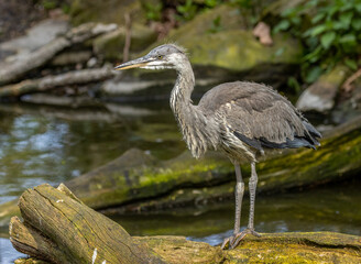 Juvenile grey heron standing and stretching in the sunshine by the water 