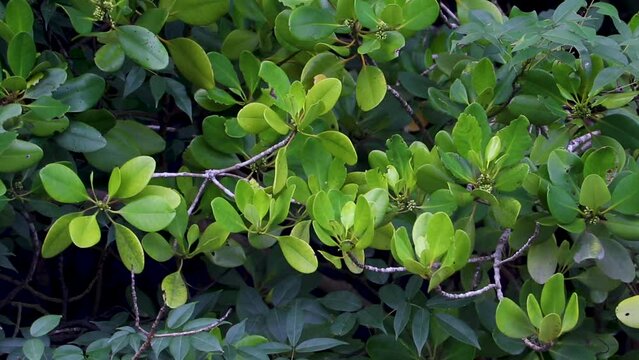 Ceriops decandra, a species of tree in the Rhizophoraceae family, forms mangrove swamps at Sundarbans, the world's largest mangrove forest.
