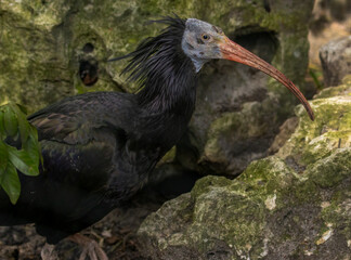 Waldrapp Ibis with red beak in Amsterdam zoo