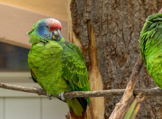 very colourful parrot with ruffled feathers perched on a branch 
