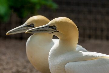 beautiful pair of gannets building their nest in the sunshine 
