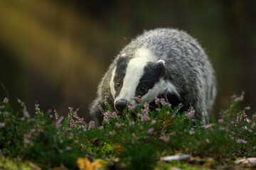 Badger in moorland. Portrait of european badger, Meles meles, in green pine forest. Hungry badger sniffs about food in moor. Beautiful black and white striped beast. Cute animal in nature habitat.