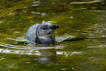 African penguins, jackass penguins, black footed penguin, flightless birds enjoying the sunshine in Amsterdam zoo