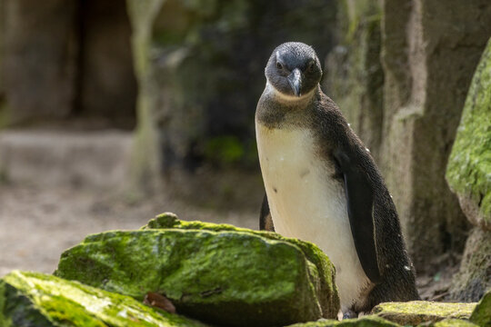 African penguins, jackass penguins, black footed penguin, flightless birds enjoying the sunshine in Amsterdam zoo