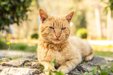 Naklejka na ściany i meble Portrait of a beautiful red cat in a garden in spring outdoors