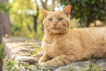 Portrait of a beautiful red cat in a garden in spring outdoors