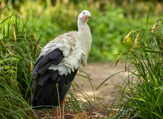 Large white stork preening and and looking curiously at the camera 