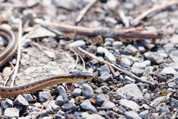 Brightly coloured garter snake on a stone background