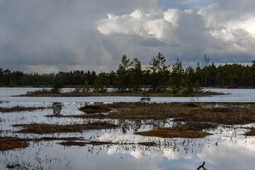 An island with small pine trees in a forest swamp in early spring. In the foreground, yellow-red moss covers the water. Part of the lake is covered with ice. The sky with thunderclouds