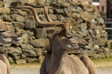 Greater kudu, large woodland antelope found throughout eastern and Southern Africa