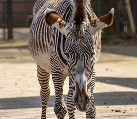 Black and white stripes on a zebra in the sunshine with a close up portrait of the zebra's face and eyes