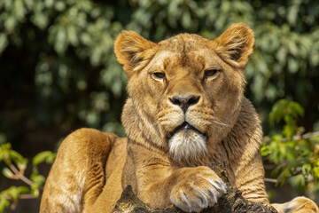 Obraz na płótnie Canvas Beautiful and majestic lioness laying in the sunshine