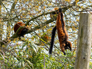 Red ruffed lemur hanging upside down eating leaves from a tree in the sunshine  © Sarah