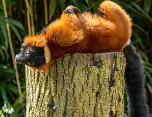 Fototapeta premium red ruffed Madagascan lemur sunbathing on a tree stump