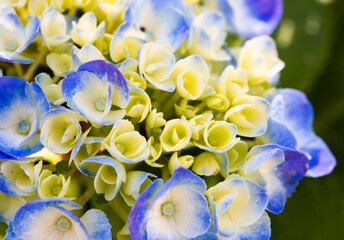 紫と薄い黄色のガクアジサイの花のアップ