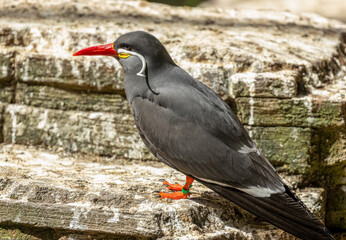 Inca tern, beautiful bird which is near threatened.  Found in Chile, Ecuador and Peru