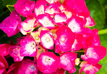 赤紫と白のグラデーションのアジサイのアップ