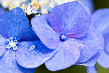 紫のガクアジサイの花の大アップ