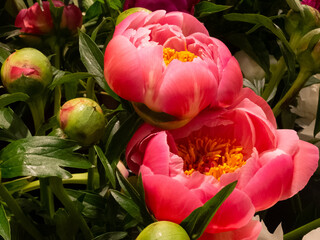 花屋の店先の椿の赤い花