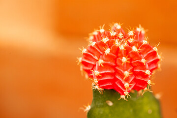 サボテンの赤い花