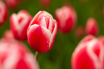 赤と白のチューリップの花