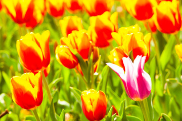 赤と黄色のチューリップと白と赤のチューリップ