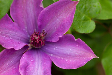 クレマチスの紫の花弁