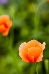 オレンジ色のひなげしの花