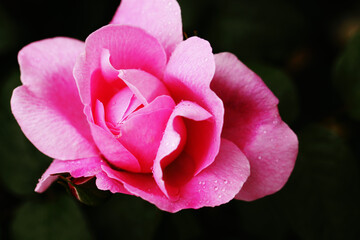 ピンクのバラの上からのアップ