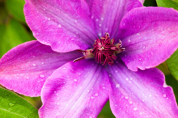 クレマチスの花　紫