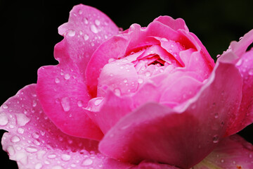 ピンクのバラと朝露