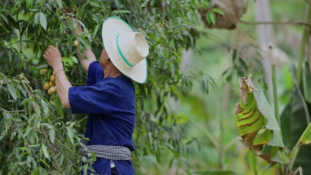 Picking Mayongchids Maprang Marian Plum in Thailand. Senior Asian farmer harvesting fresh sweet yellow Marian plums or Gandaria fruit. Maprang or mayong-chit exotic tropical fruits.