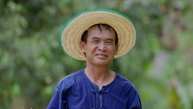 Picking Mayongchids Maprang Marian Plum in Thailand. Senior Asian farmer harvesting fresh sweet yellow Marian plums or Gandaria fruit. Maprang or mayong-chit exotic tropical fruits.