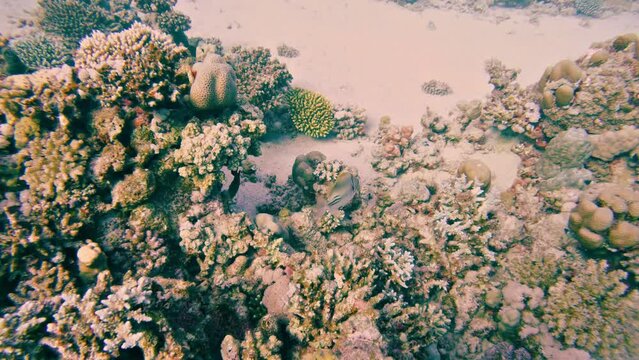 Diving with a picasso trigger fish in coral reef in the Red Sea, Rhinecanthus aculeatus
