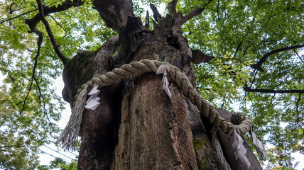 神社の御神木