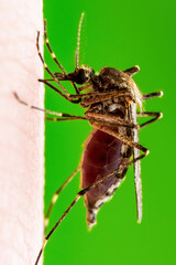 Malaria Infected Mosquito Bite. Leishmaniasis, Encephalitis, Yellow Fever, Dengue, Malaria Disease, Mayaro or Zika Virus Infectious Culex Mosquitoe Parasite Insect Macro.
