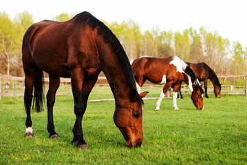 Naklejka na ściany i meble A bay horse is grazing on a green field next to several horses. Farm lands. Equestrian sports school. Caring for domestic animals. Veterinary services. Race horses.
