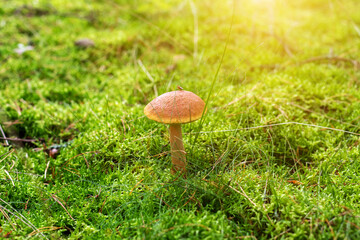 Fototapeta premium Edible mushroom Golden boletus Aureoboletus projectellus grows on green moss in beautiful forest. Mushroom has red cap and tall stalk. Autumn scenes