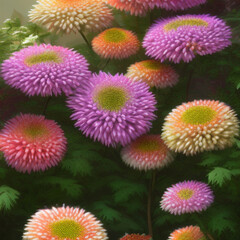 chrysanthemums - 1