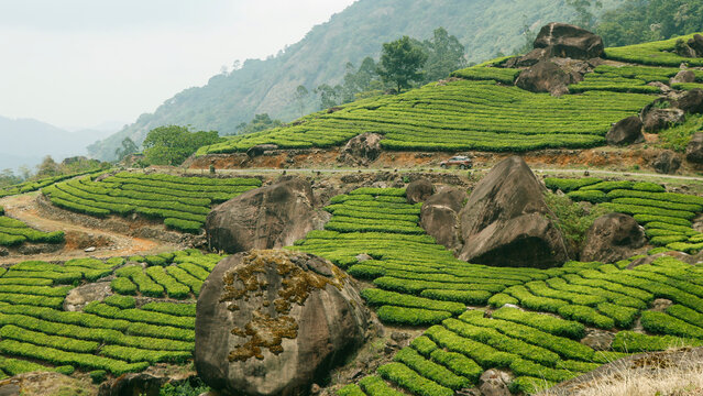 beautiful tea garden farm plantation with misty valley and mountain in munnar kerala
