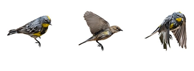 Yellow-Rumped Warbler (Dendroica coronata) Banner, Photos on a Transparent Background
