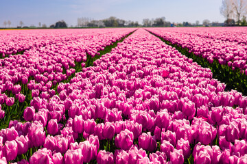 Tulip field in the Netherlands. Rural spring landscape with flowers.