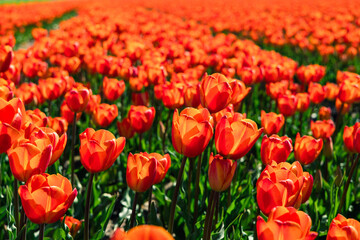Tulip field in the Netherlands. Rural spring landscape with flowers.