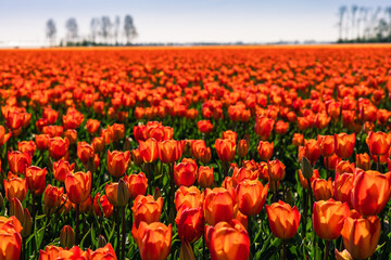 Tulip field in the Netherlands. Rural spring landscape with flowers.