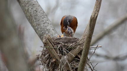 American Robin.  A Mother's Nurturing Time, Feeding Her Chicks in the Nest Worms.  Wildlife Photography.  © touchedbylight