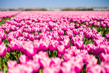 Tulip field in the Netherlands. Rural spring landscape with flowers.