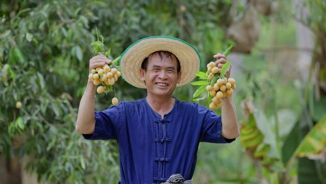 Picking Mayongchids Maprang Marian Plum in Thailand. Senior Asian farmer harvesting fresh sweet yellow Marian plums or Gandaria fruit. Maprang or mayong-chit exotic tropical fruits.
